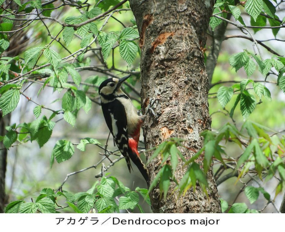 Pension Country Diary ยามานากะโกะ ภายนอก รูปภาพ
